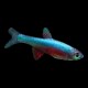 Axelrod Rasbora