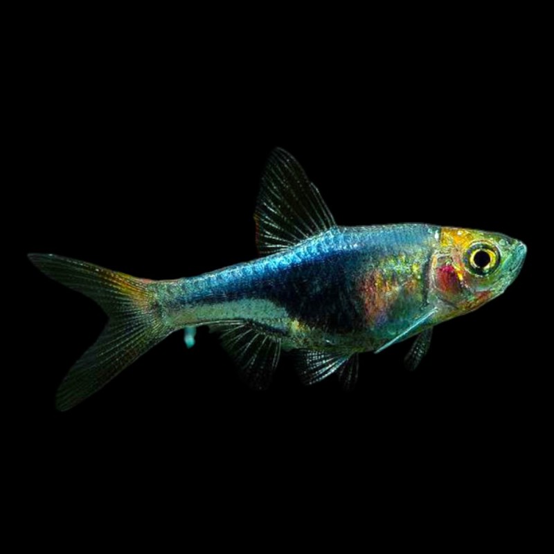Black Harlequin Rasbora