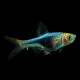 Black Harlequin Rasbora