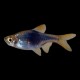 Black Harlequin Rasbora