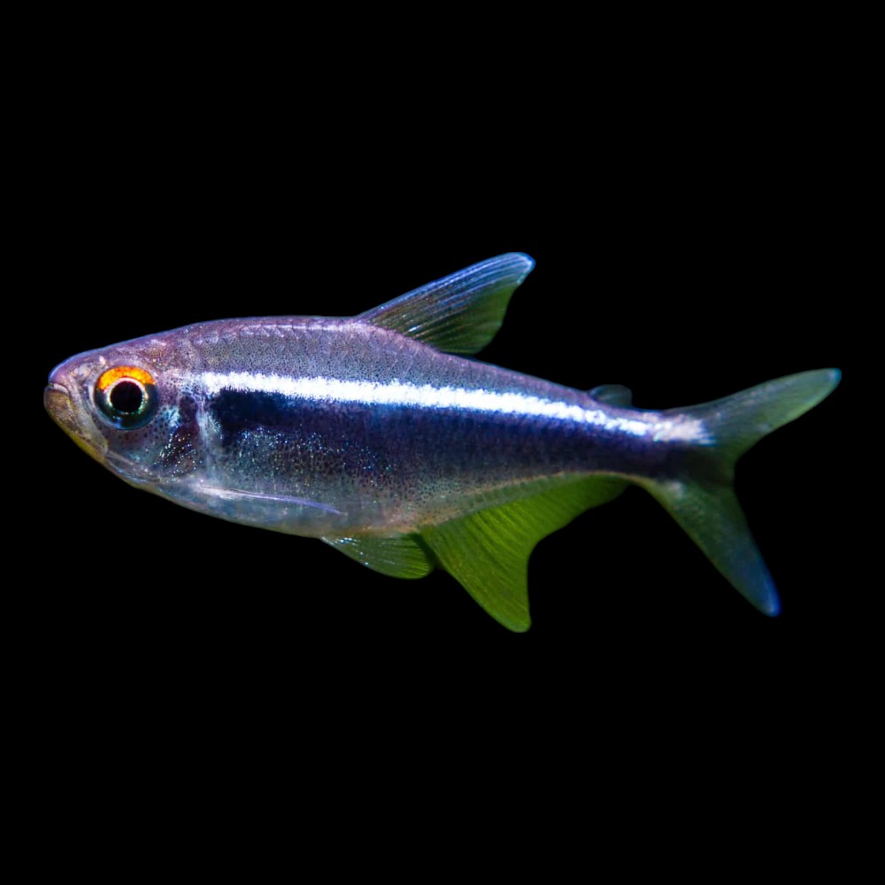 Black Neon Tetra