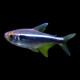Black Neon Tetra