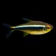 Black Neon Tetra