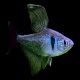 Black Phantom Tetra