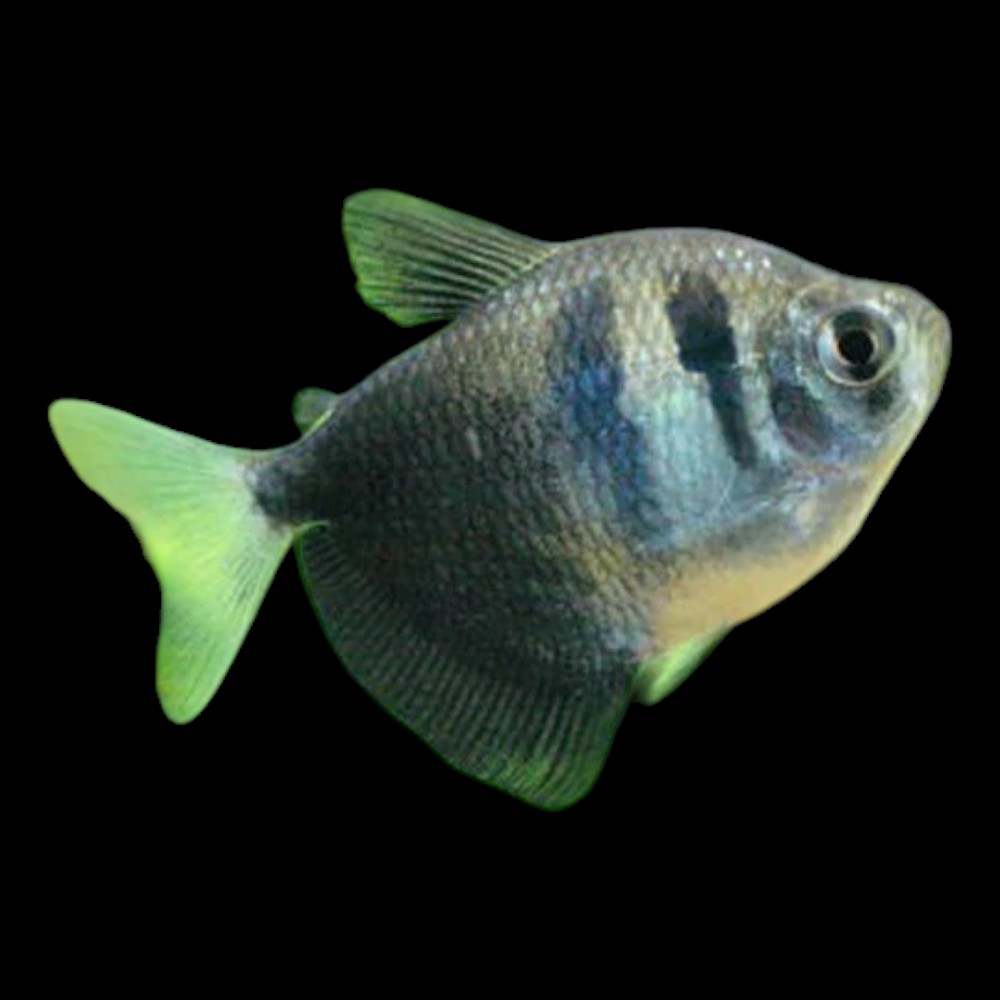 Black Widow Tetra