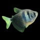 Black Widow Tetra