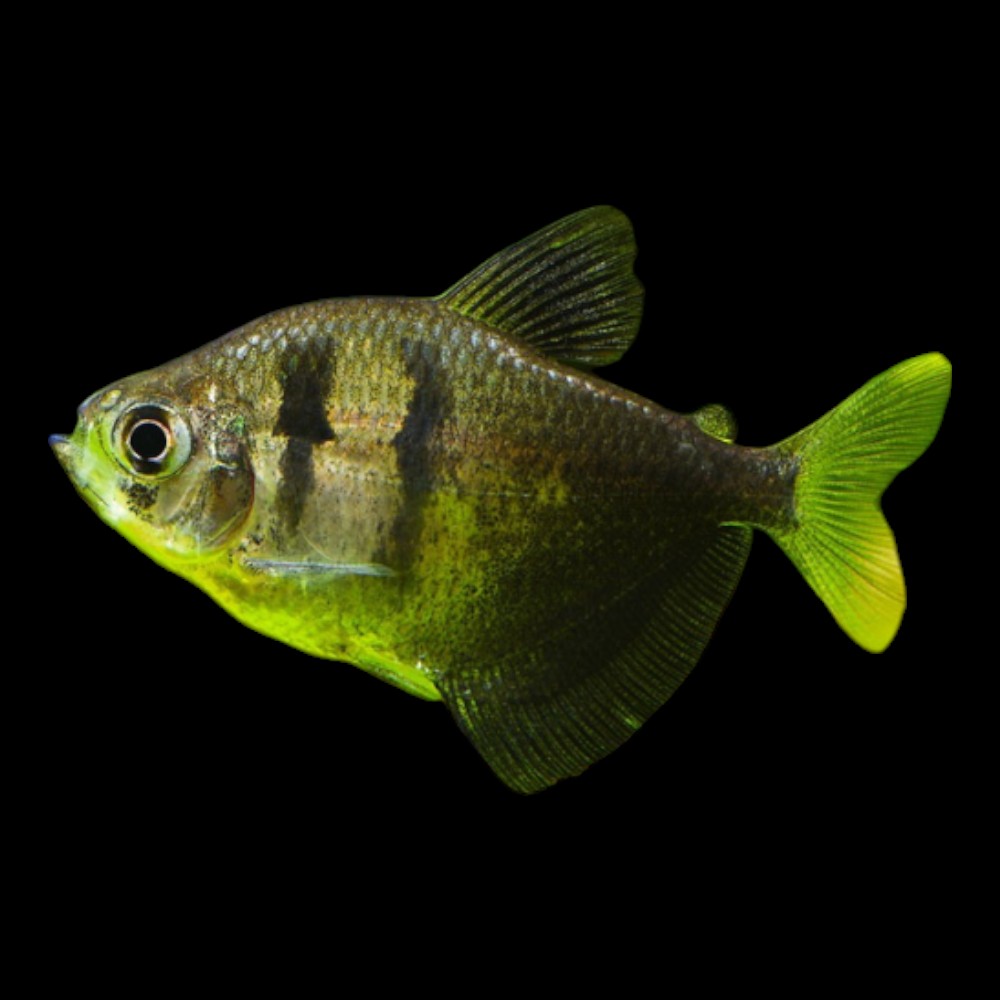 Black Widow Tetra