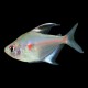 Bleeding Heart Tetra