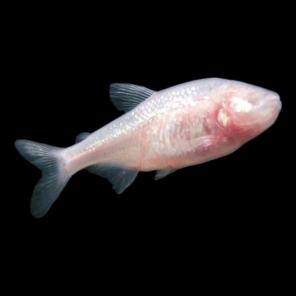 Blind Cave Tetra