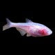 Blind Cave Tetra