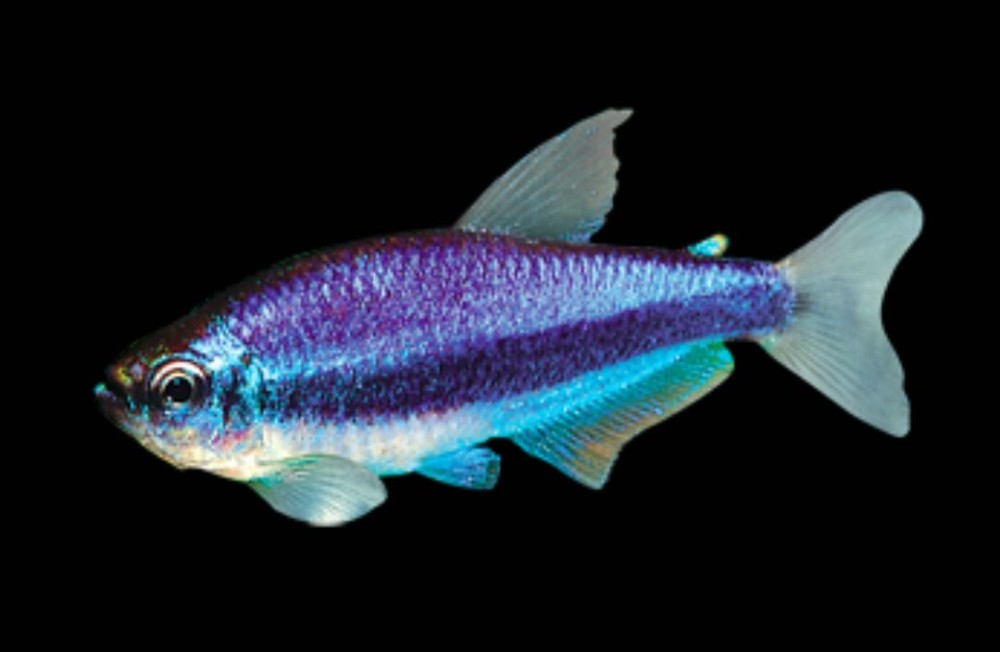 Check Out! Freshwater Fishes!