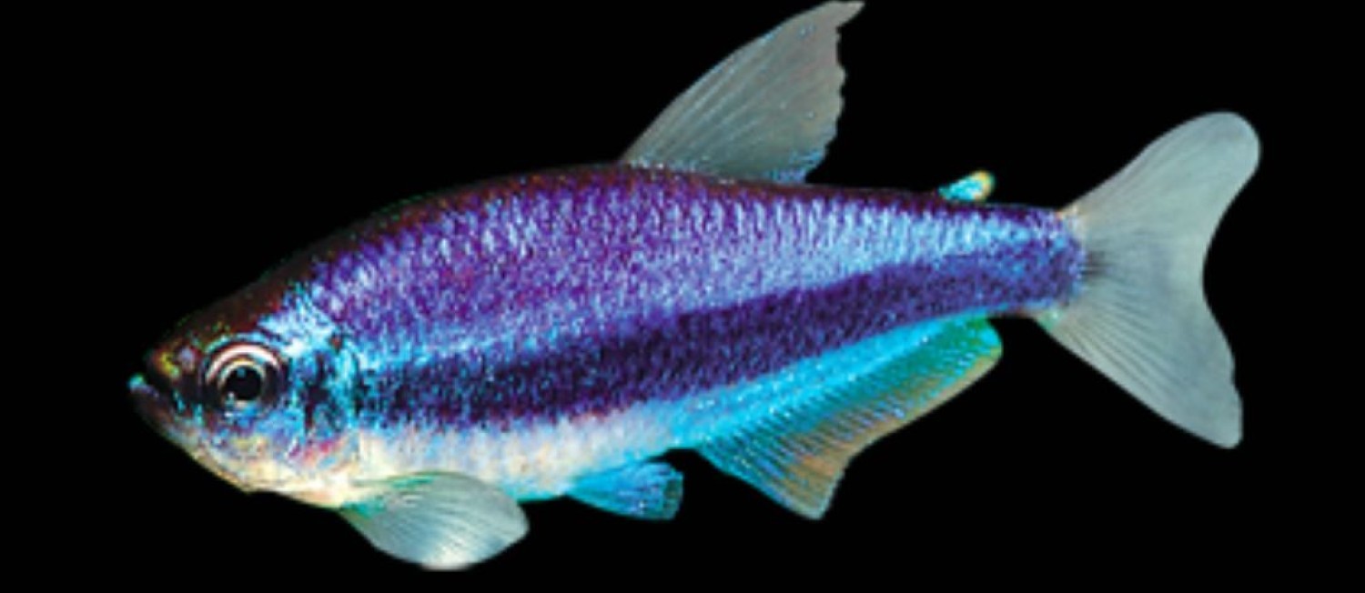 Check Out! Freshwater Fishes!