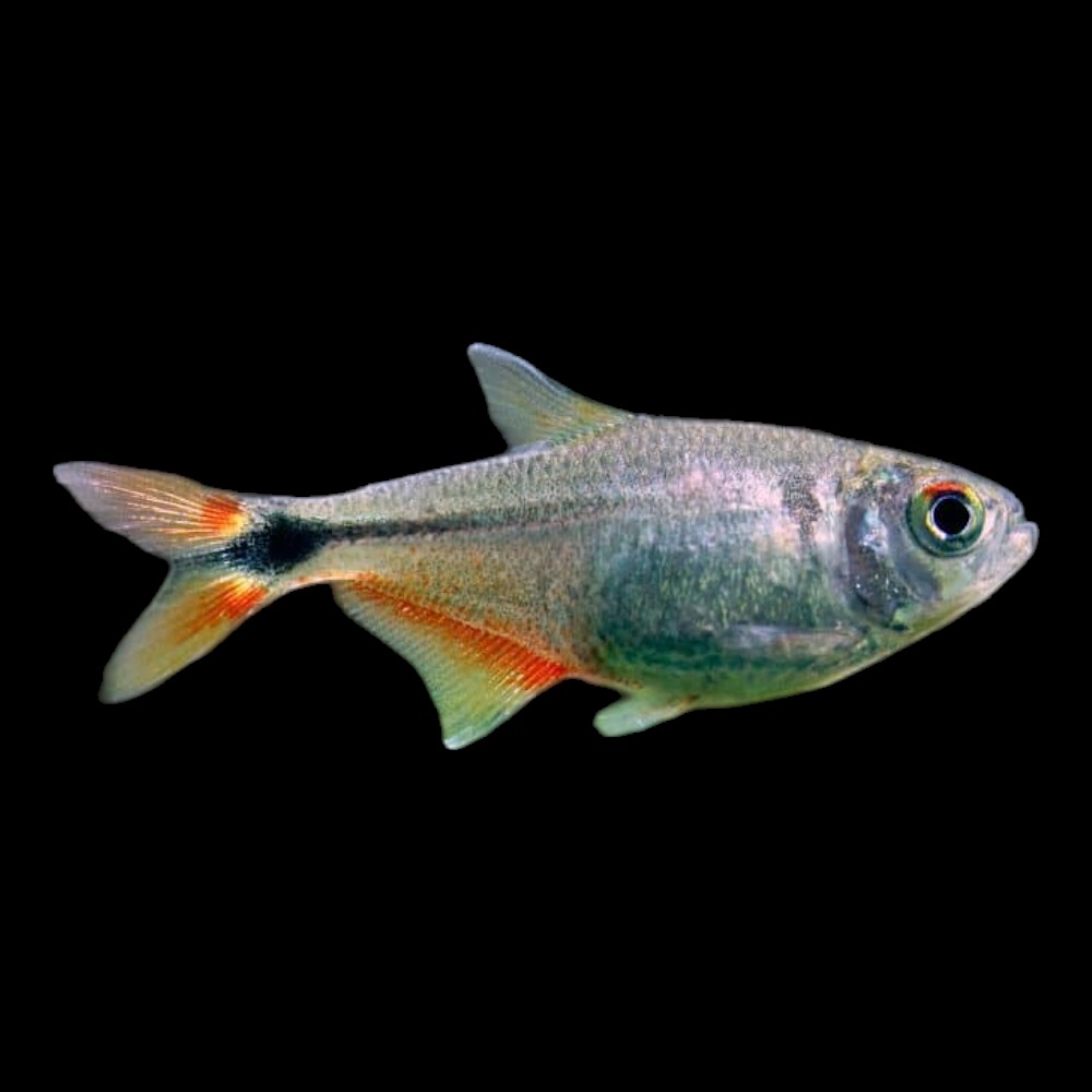 Buenos Aires Tetra