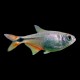 Buenos Aires Tetra