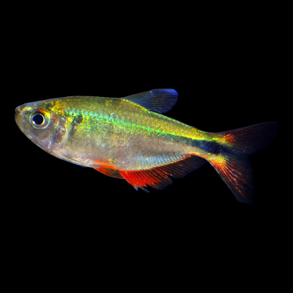 Buenos Aires Tetra