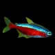 Cardinal Tetra