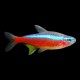 Cardinal Tetra