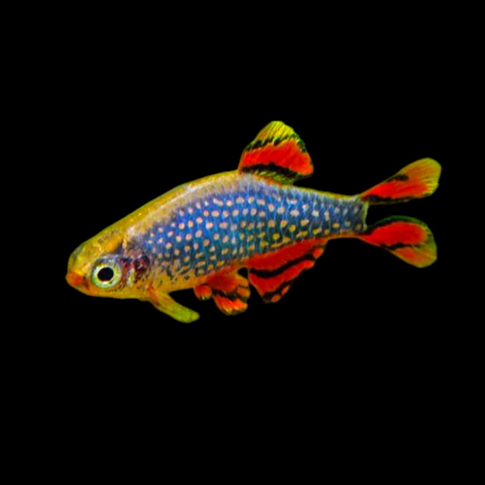 Celestial Pearl Danio