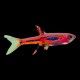 Chili Rasbora