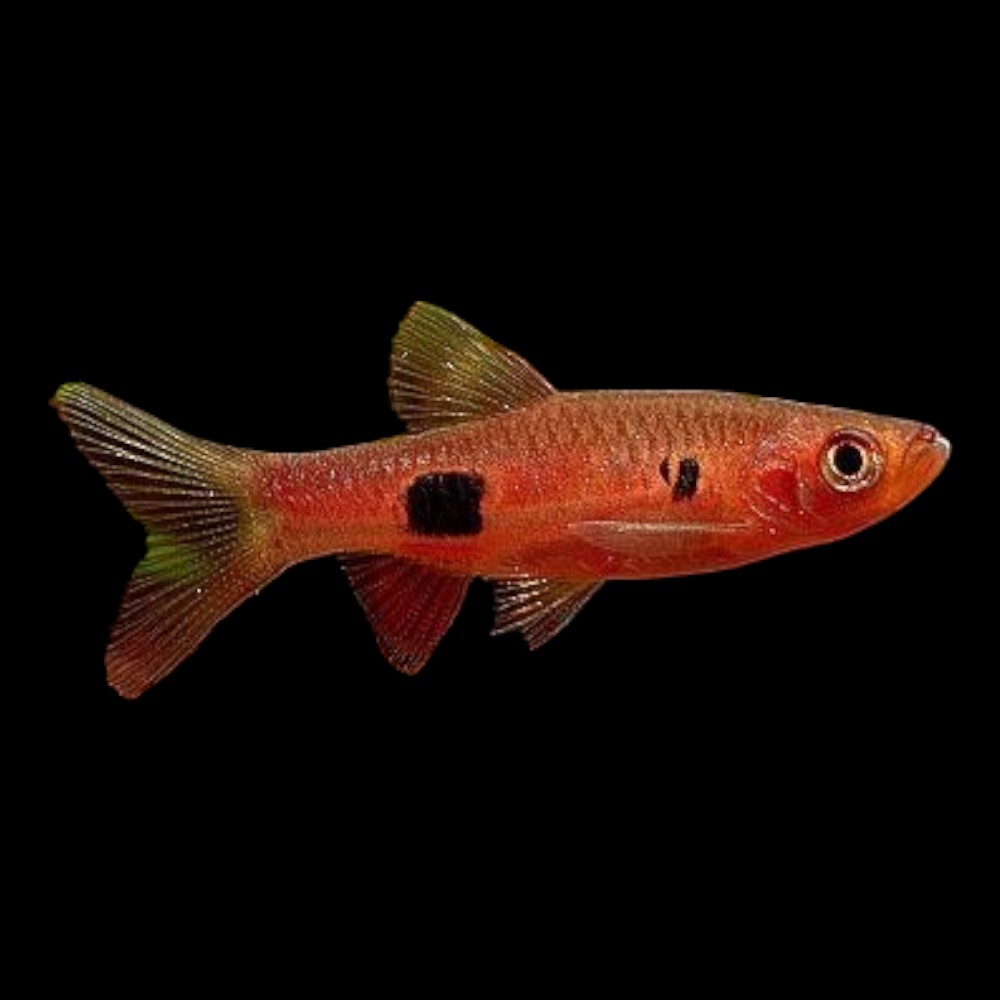 Clown Rasbora