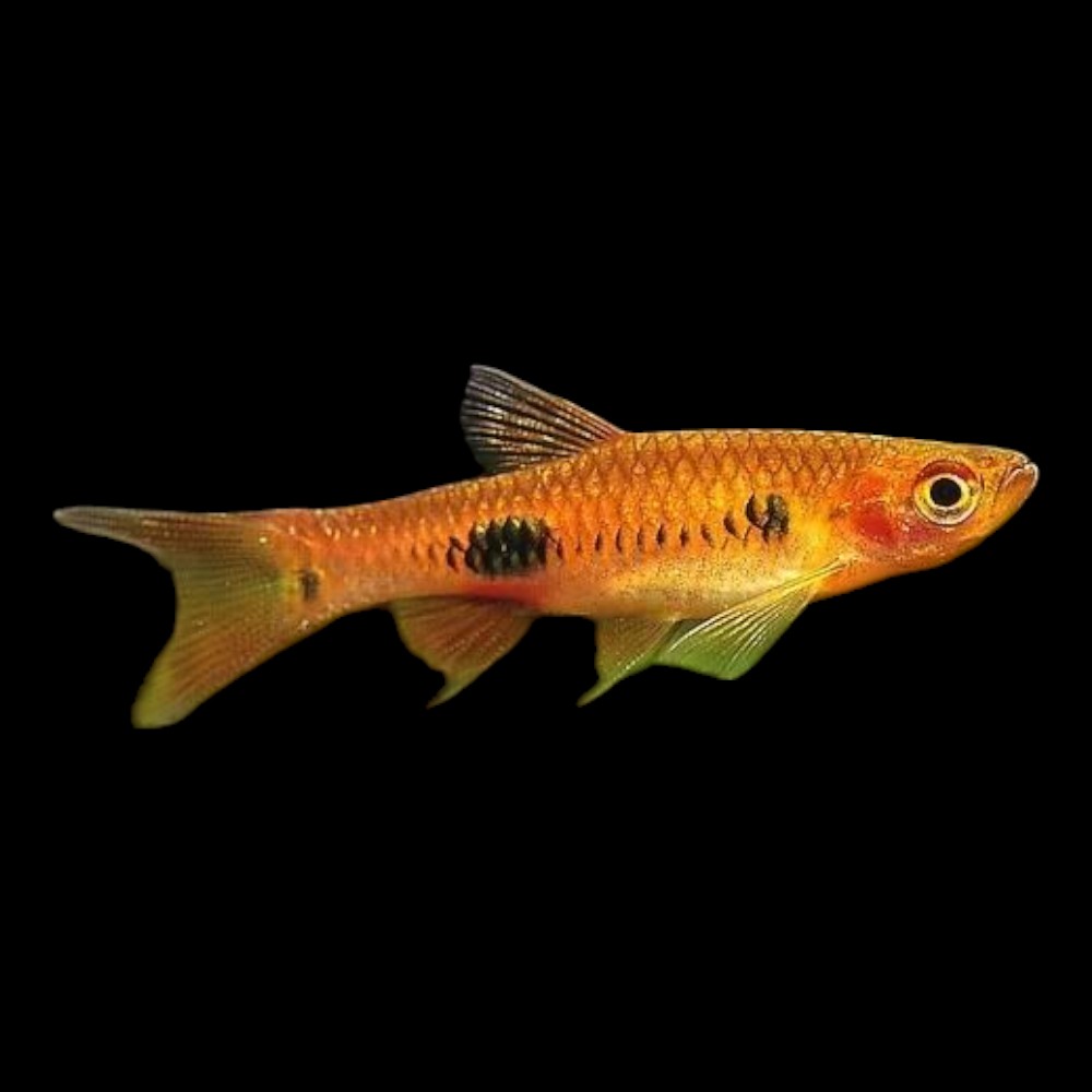 Clown Rasbora