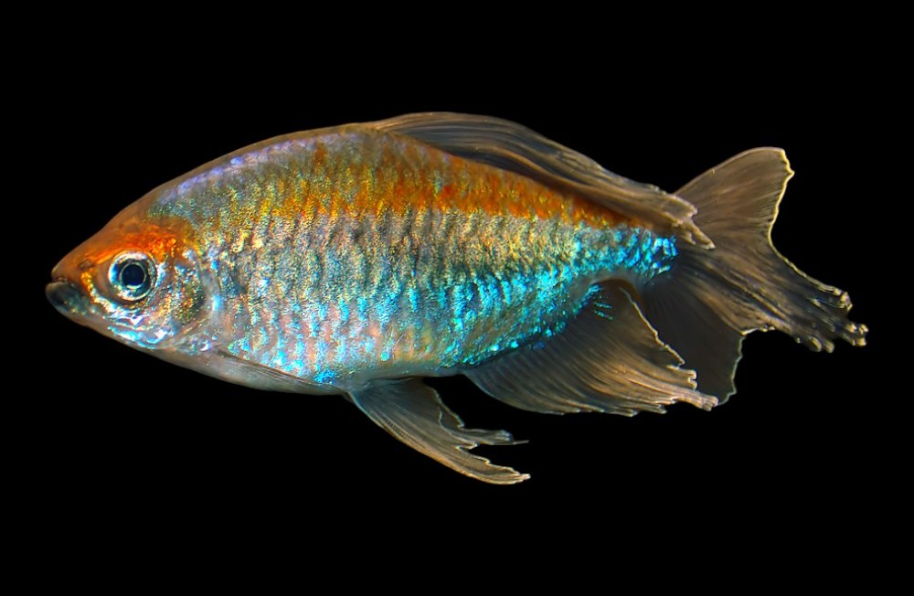 The Freshest Freshwater Fishes to Find in Store