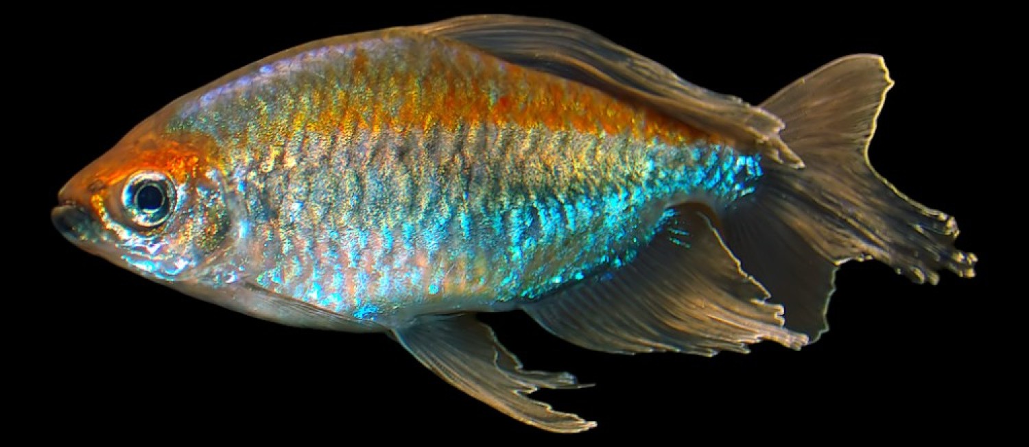 The Freshest Freshwater Fishes to Find in Store