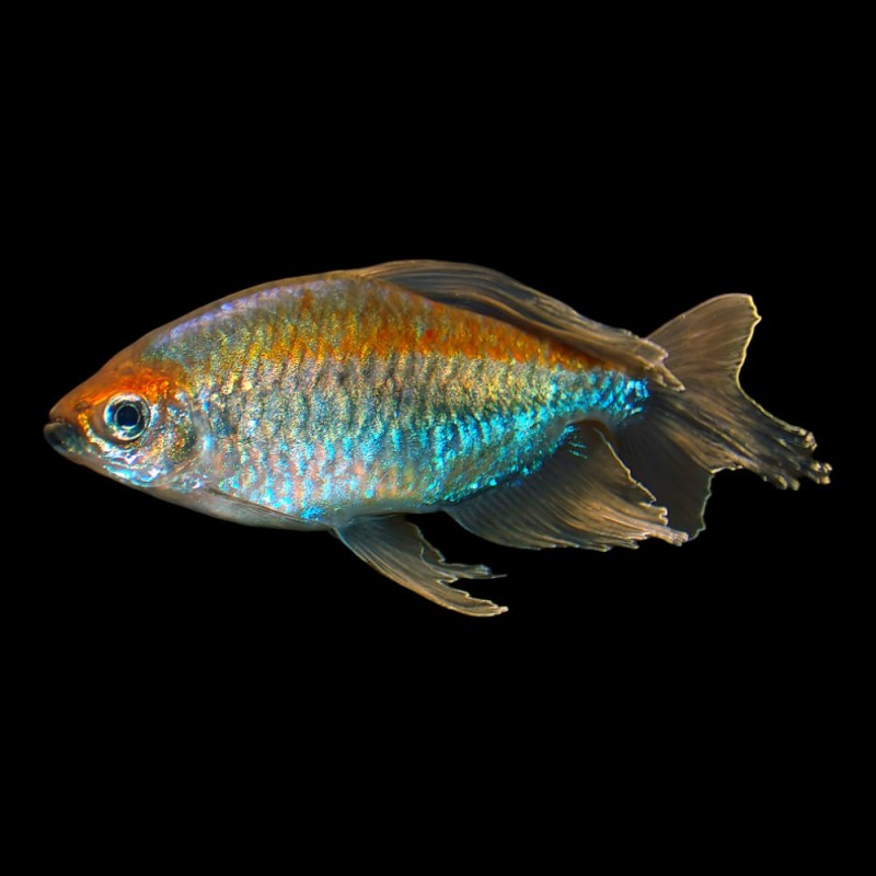Congo Tetra