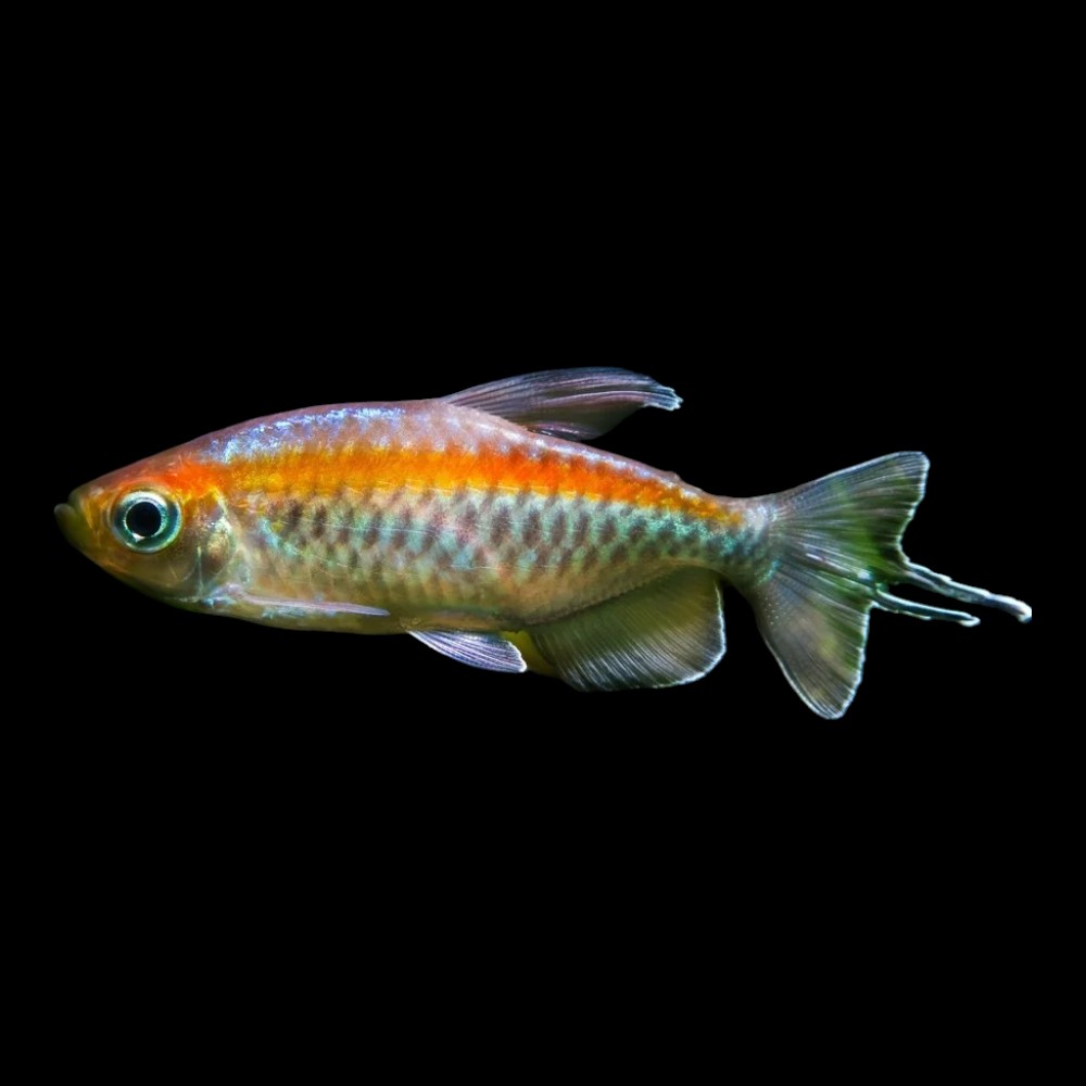 Congo Tetra