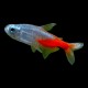 Diamond Head Neon Tetra