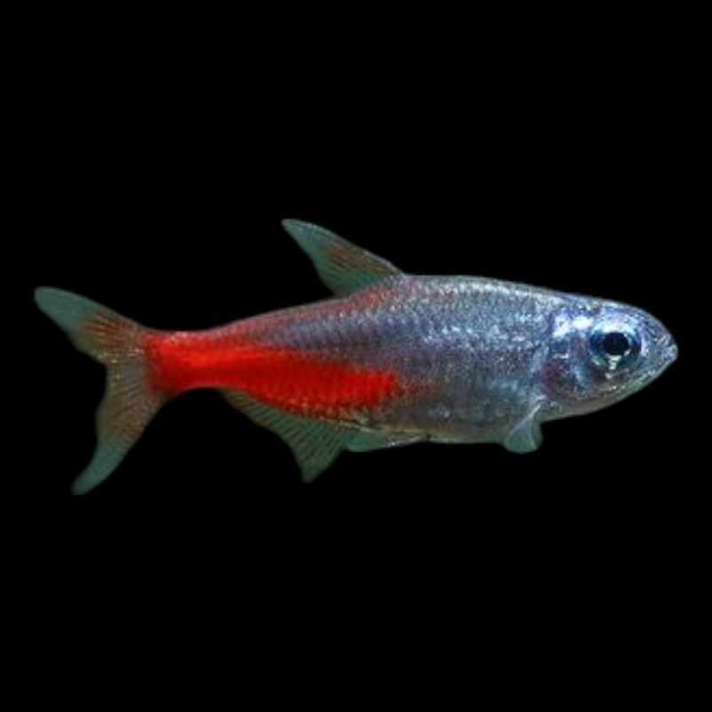 Diamond Head Neon Tetra