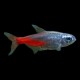 Diamond Head Neon Tetra