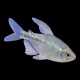 Diamond Tetra