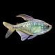 Diamond Tetra