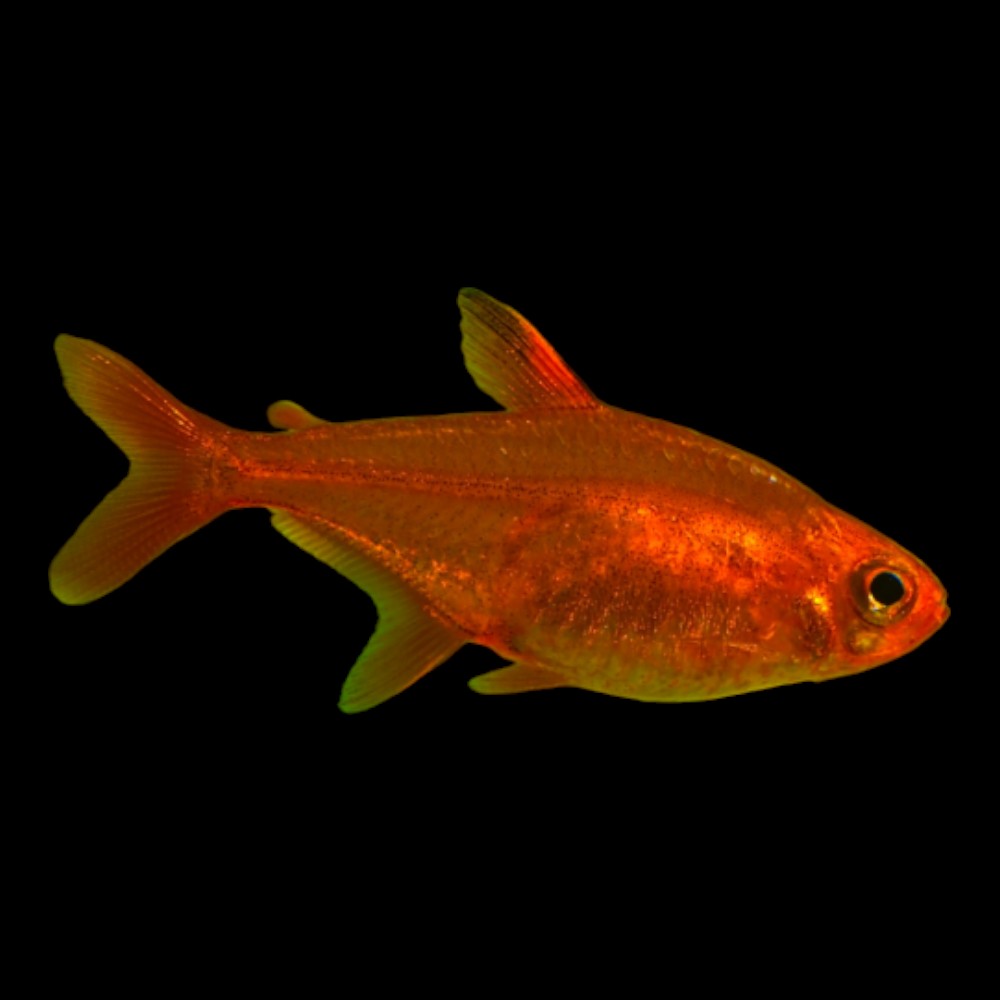 Ember Tetra
