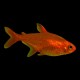 Ember Tetra