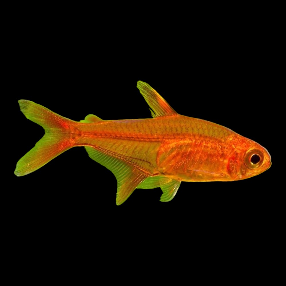Ember Tetra