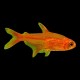Ember Tetra