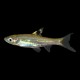 Emerald Eye Rasbora