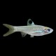 Emerald Eye Rasbora