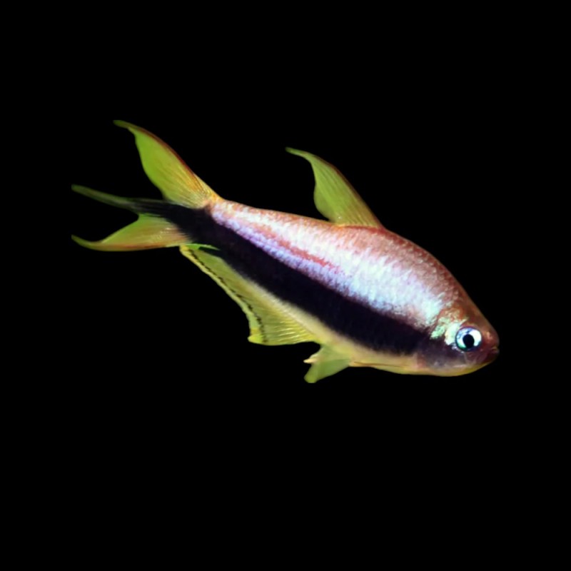 Emperor Tetra