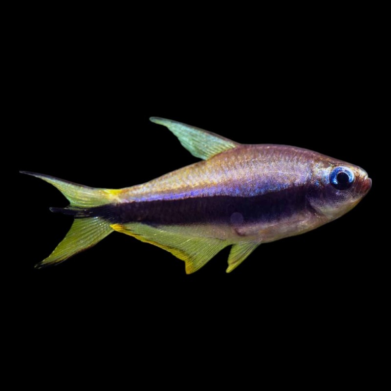 Emperor Tetra