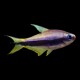 Emperor Tetra