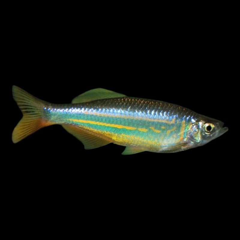 Giant Danio