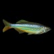 Giant Danio