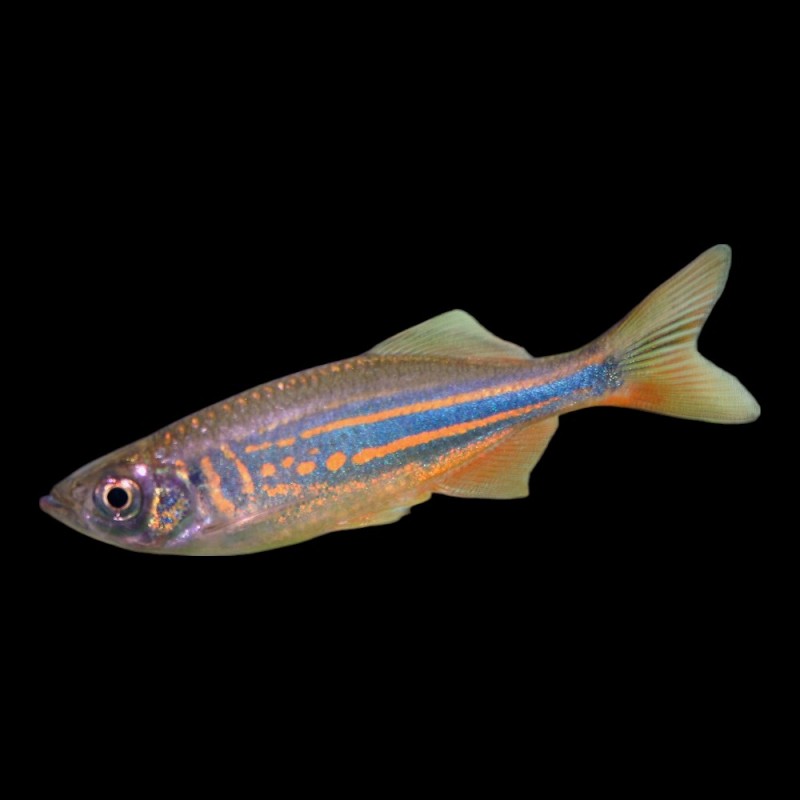 Giant Danio