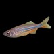 Giant Danio