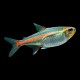Glowlight Tetra
