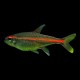 Glowlight Tetra