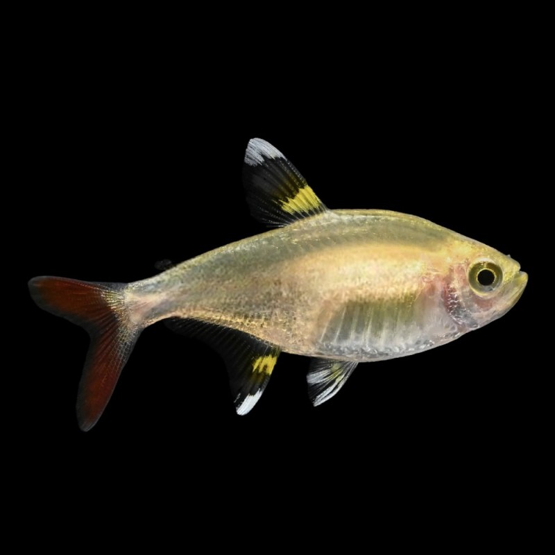 Gold Pristella Tetra